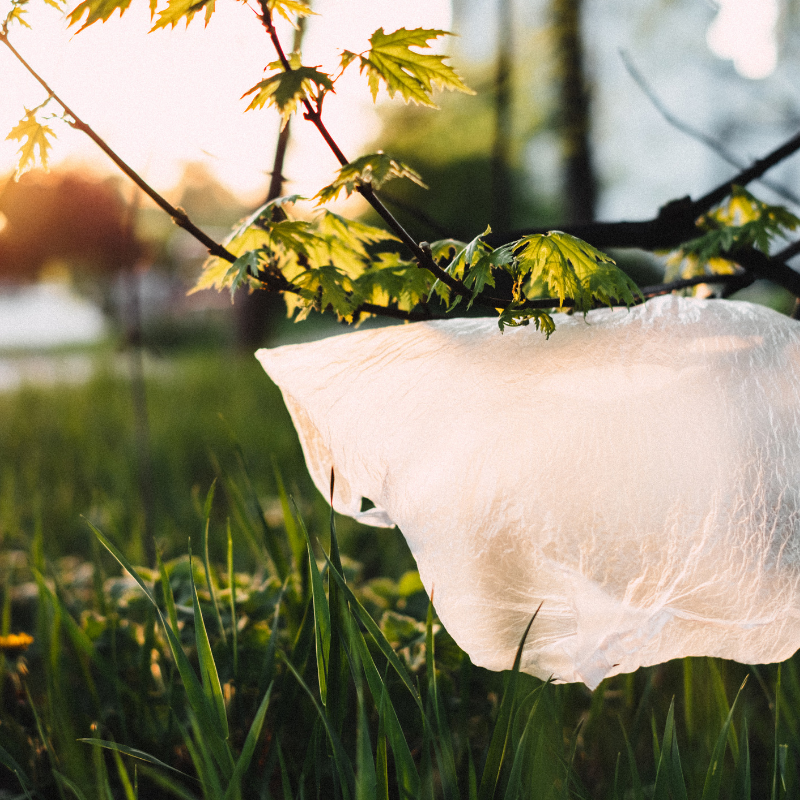 Ar lietuvių sukurtas produktas pakeis įprastas vienkartines plastiko pakuotes?